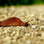 Ochrona kapusty przed ślimakami - jak trzymać ślimaki z dala od kapusty?