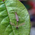 komarnica